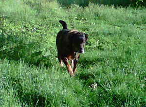 He's looking for the ball!