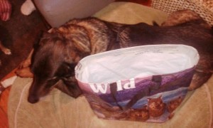 Amadeus shows off "his" bag.