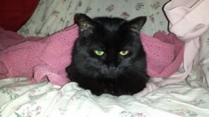 Rescued Cat
