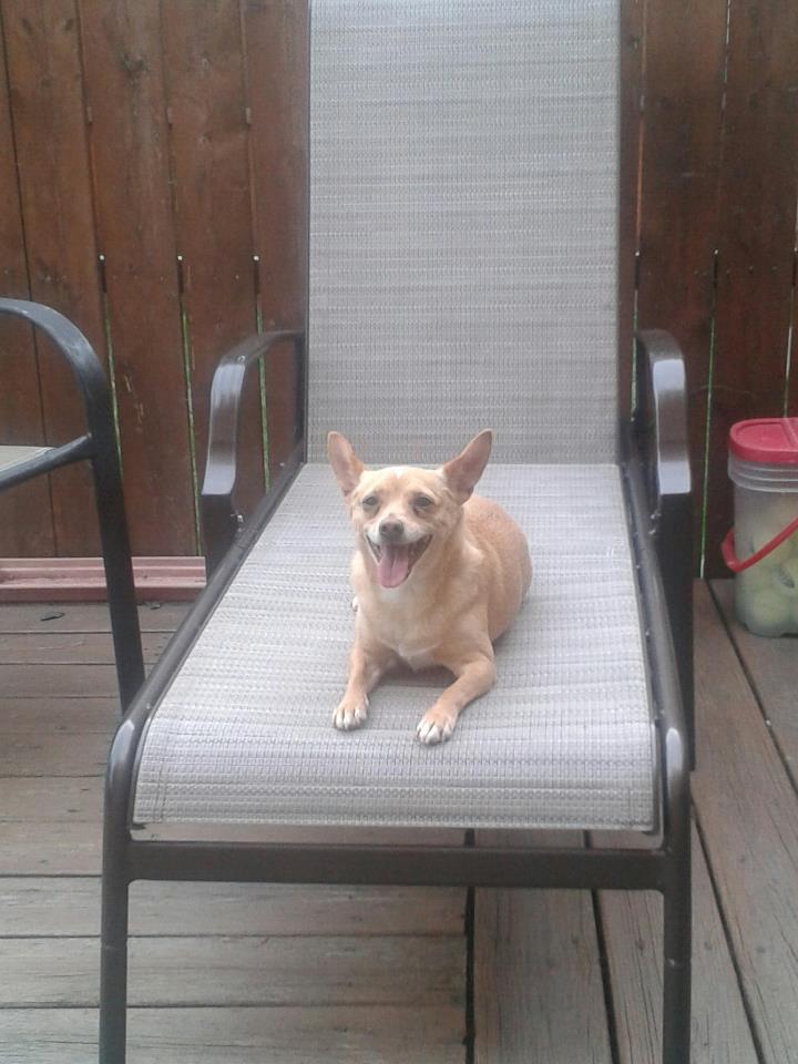 So glad we invested in this Chihuahua sized deck chair.