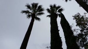 Palm trees are tall.