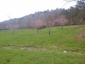Pittsburgh Cherry Blossoms