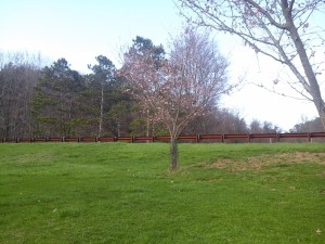 Pittsburgh Cherry Blossoms