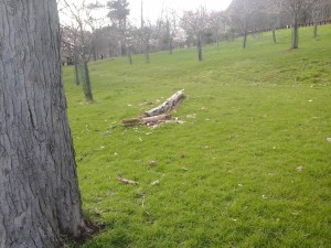 Pittsburgh Cherry Blossoms