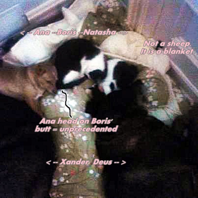 Five sleeping Beauties