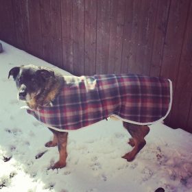 Dog Coat
