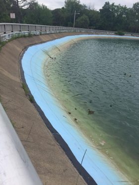 Ducklings Highland Park