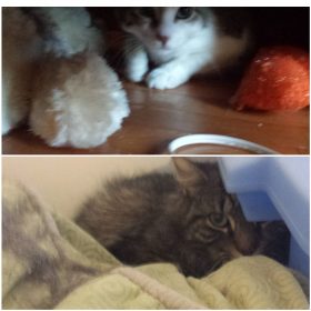 Feral cats Pittsburgh