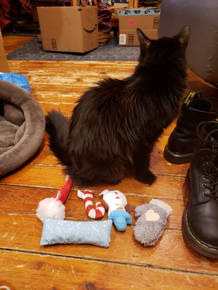 Kitnipbox review