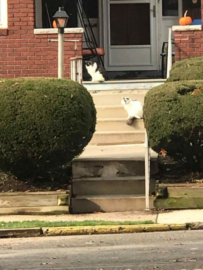 Cat Food Drive Pittsburgh