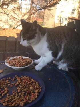 Cat Food Drive Pittsburgh