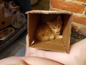 Pittsburgh Foster Kitten