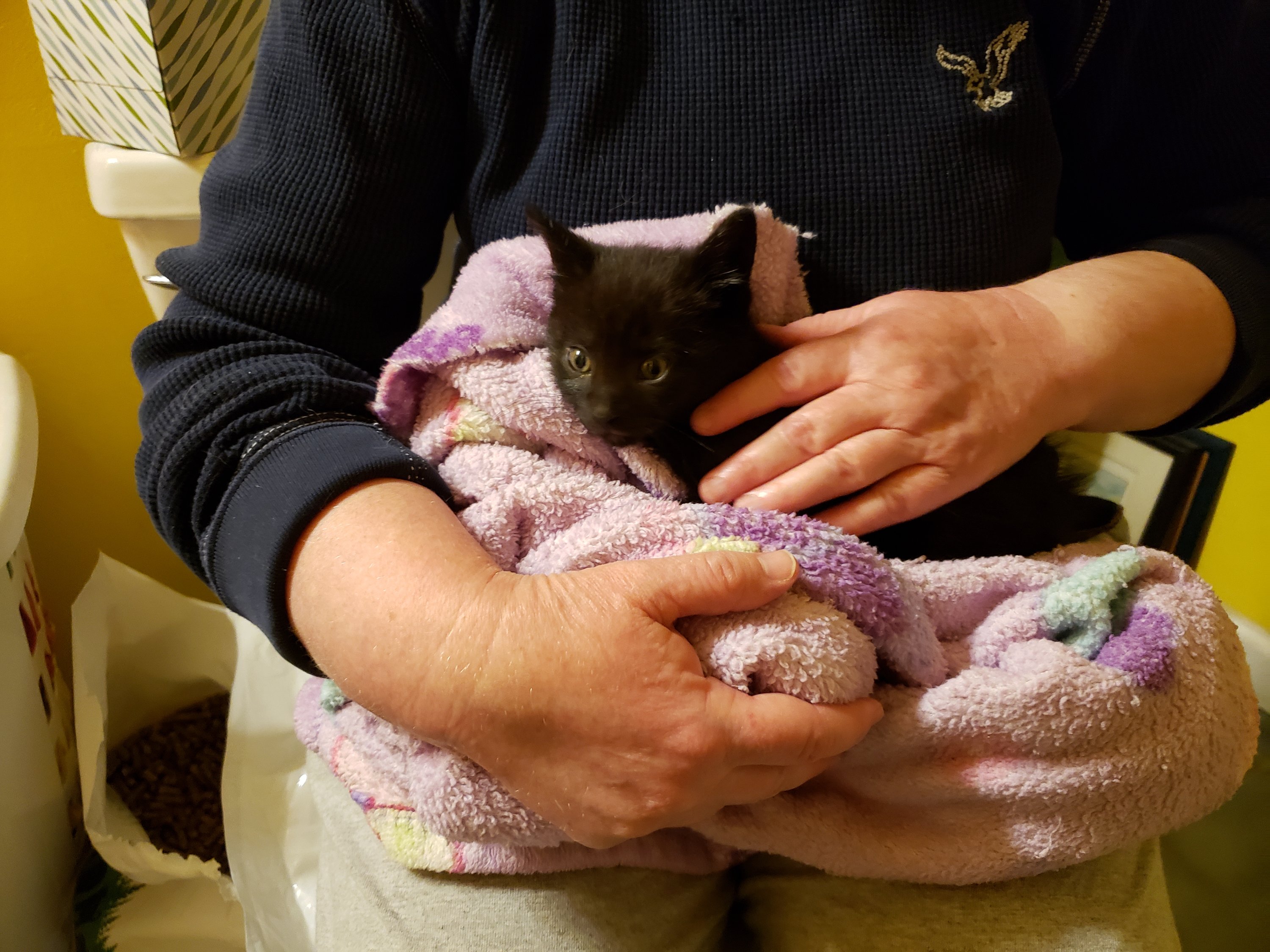 Pittsburgh Homeless Kitten