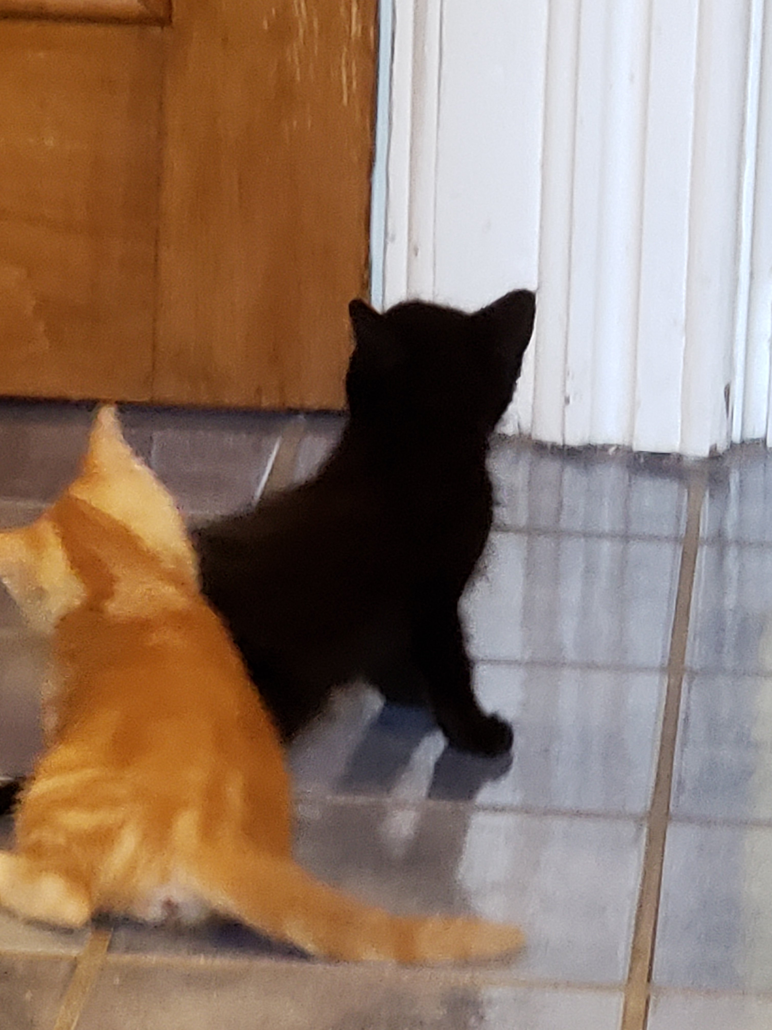 Homeless Kitten Pittsburgh