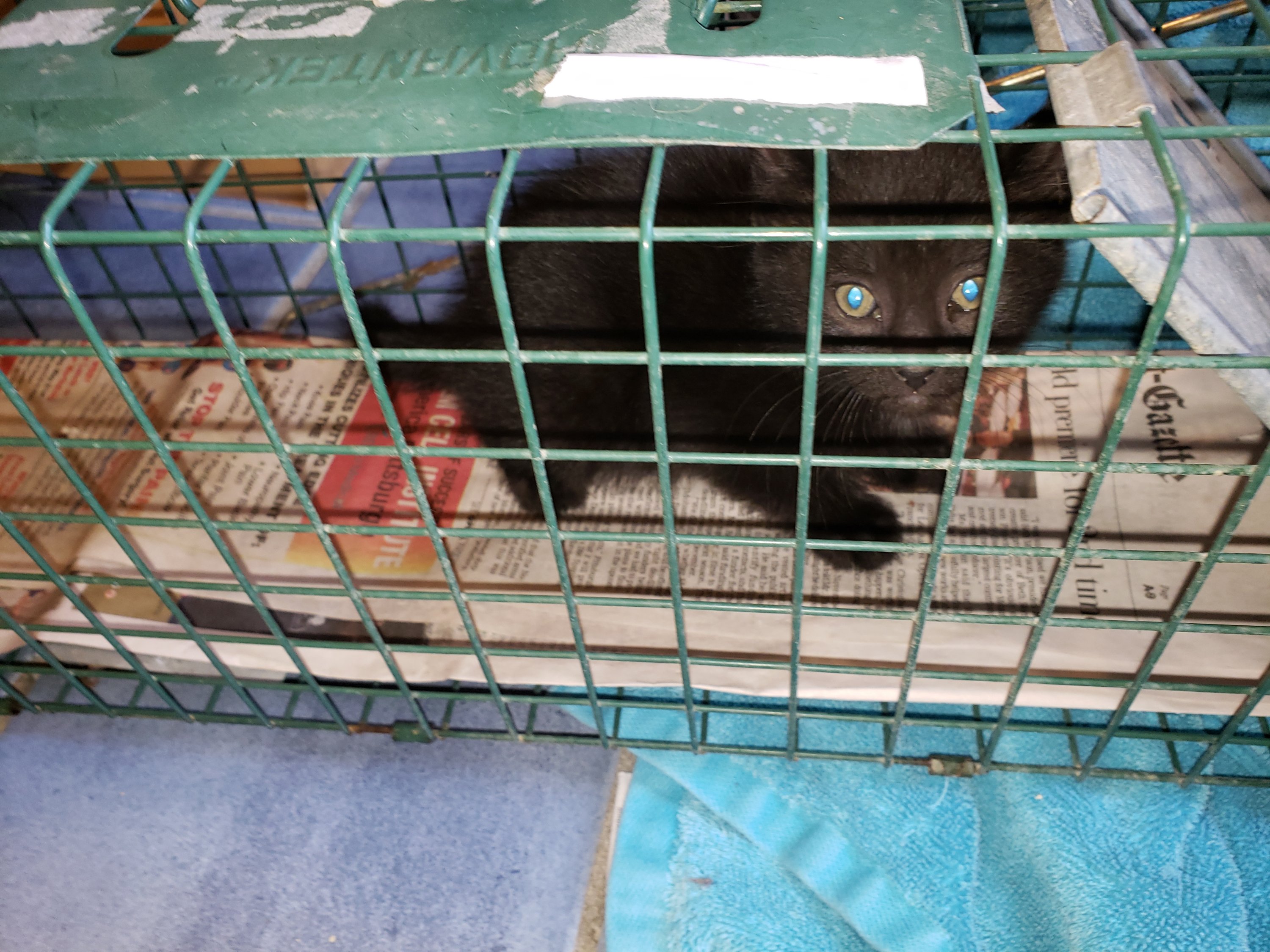 homeless kitten Pittsburgh