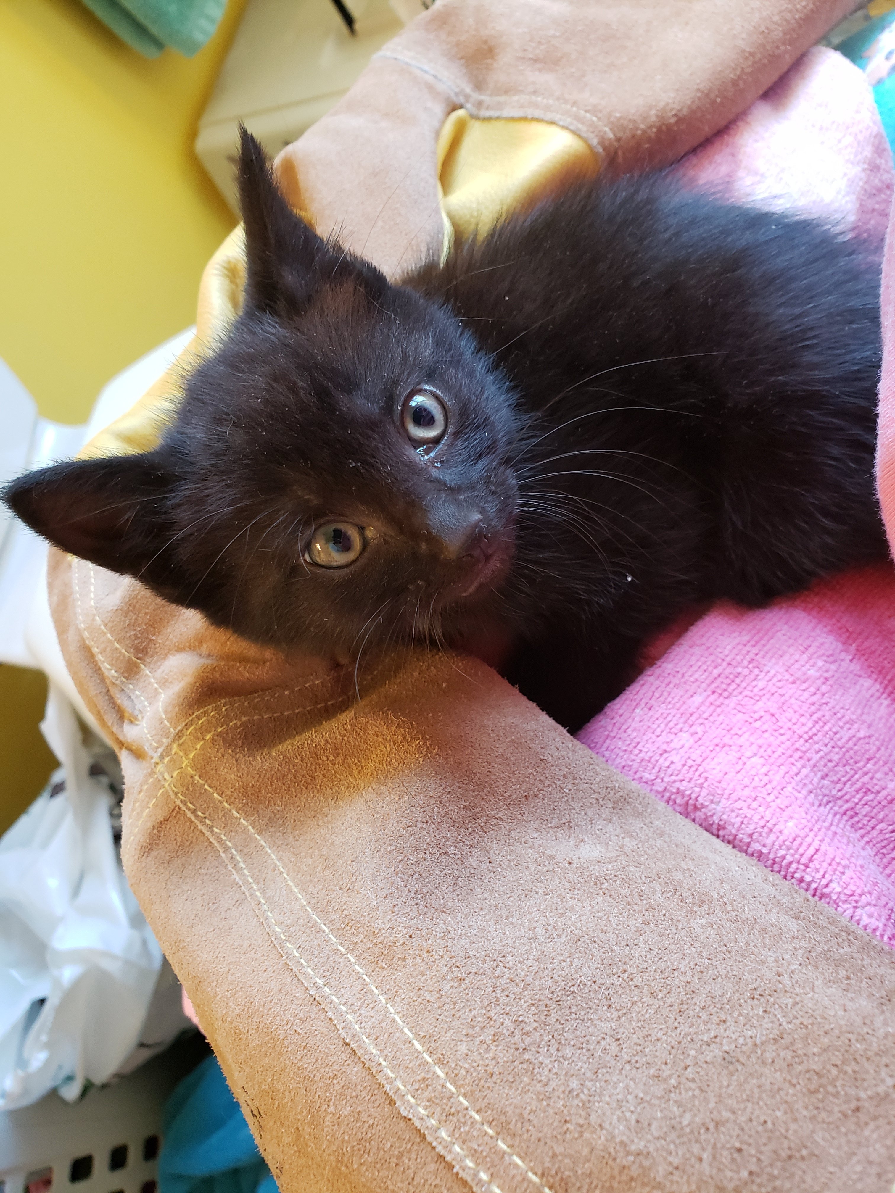 Pittsburgh Homeless Kitten