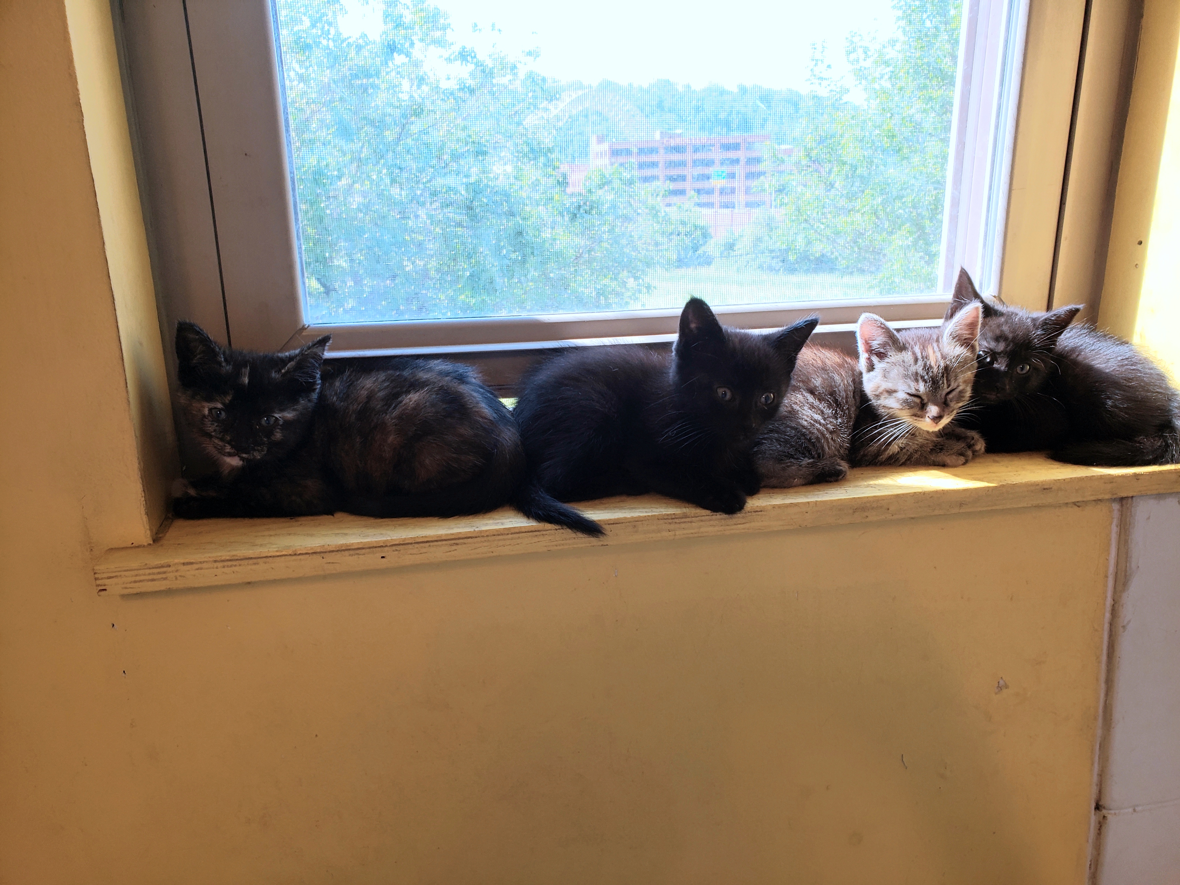 Foster Kittens