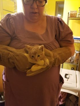 Foster Kitten Pittsburgh