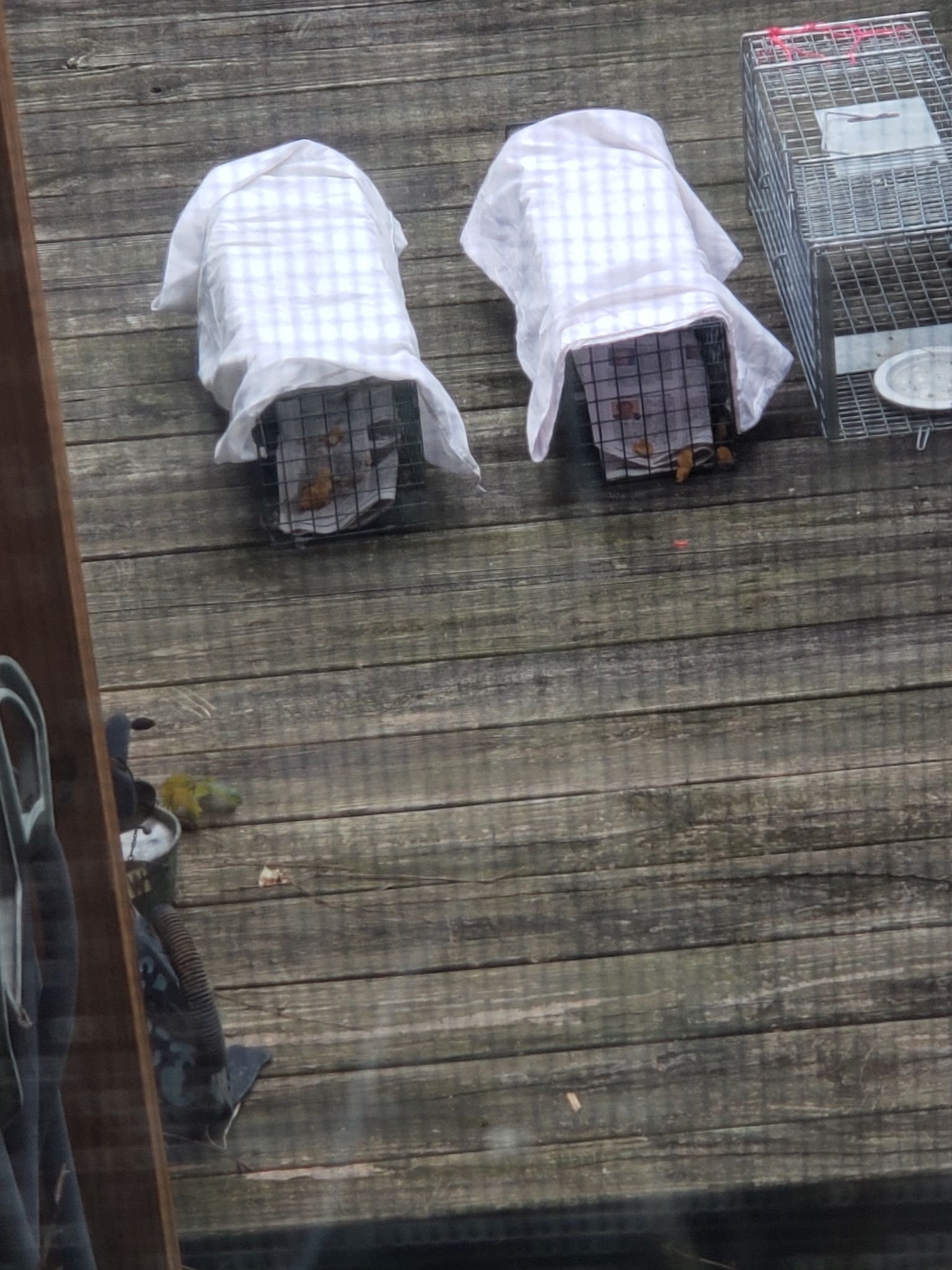 Homeless Pittsburgh Kittens