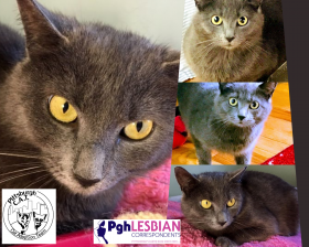 Collage of Adoptable Cat Jewel