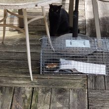 Pittsburgh Feral Cat Trapping TNR