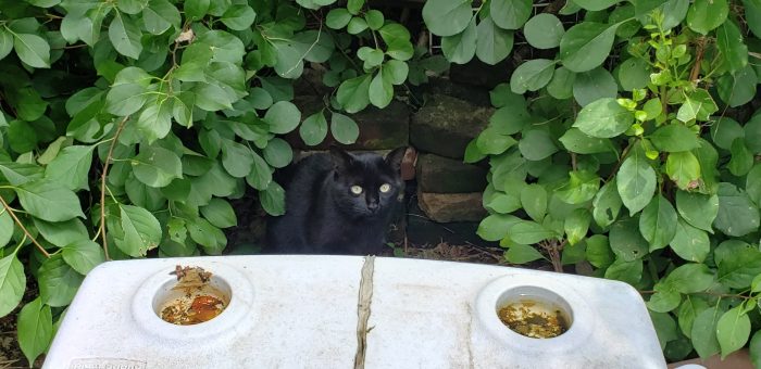 Black Cat Pittsburgh