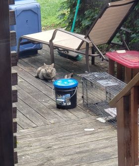 Pittsburgh Feral Cat Trapping TNR
