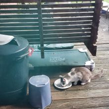 Pittsburgh Feral Cat Trapping TNR