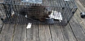 Pittsburgh Feral Cat Trapping TNR