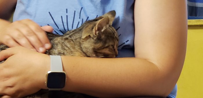 Socializing kittens