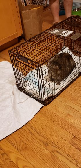 Feral Cat Pittsburgh