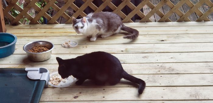 Feral Cats Pittsburgh
