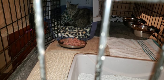 Feral Cat Pittsburgh