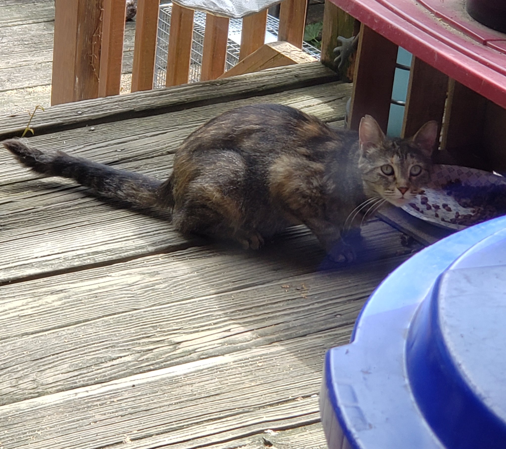 Adoptable cat Pittsburgh