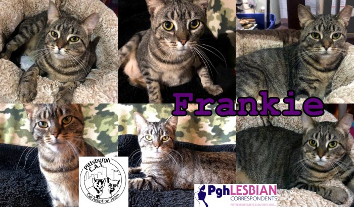 Adopt a cat Pittsburgh