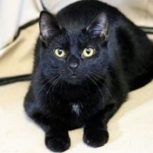 Pittsburgh Kiteens for Adoption