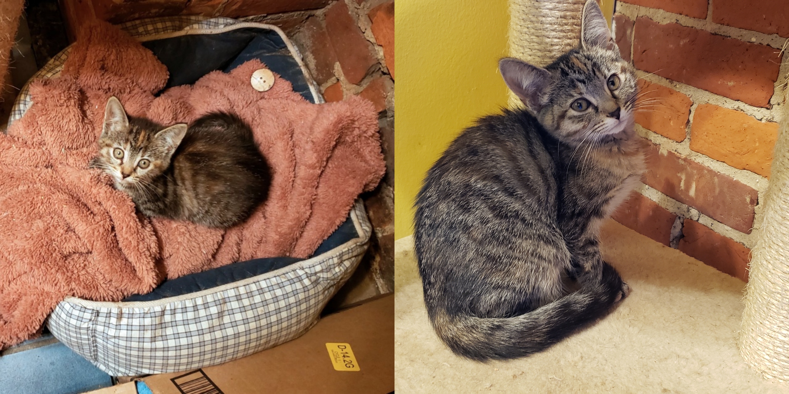 Two pictures of a torbie cat