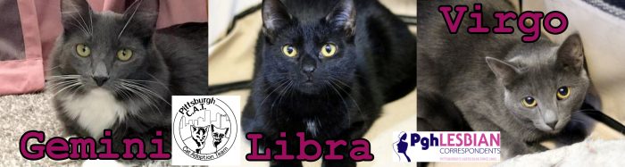 Kittens for Adoption Pittsburgh