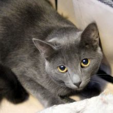 Pittsburgh Kitten for Adoption