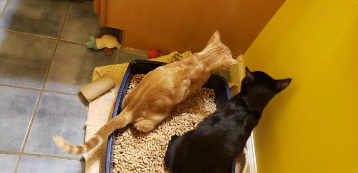 Kitten Litter Box