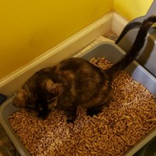 Kitten Litter Box