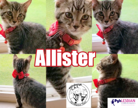 Pittsburgh CAT adoption