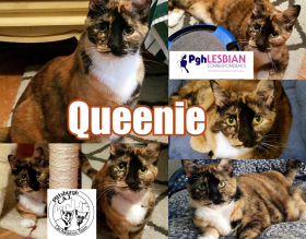 Cats for Adoption Pittsburgh