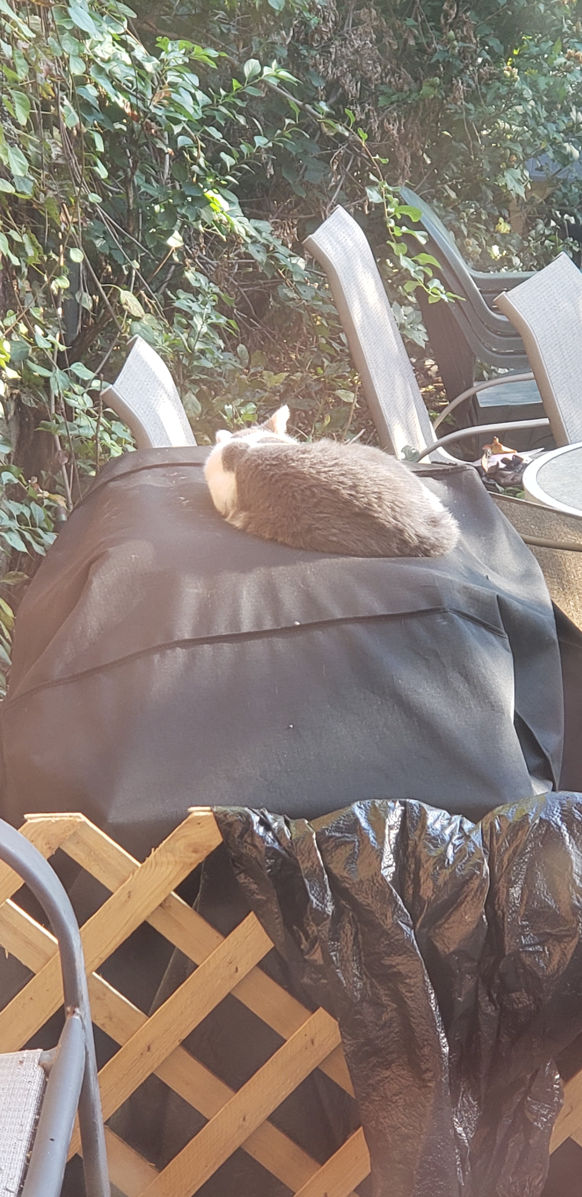 Cat sleeping on top of groll