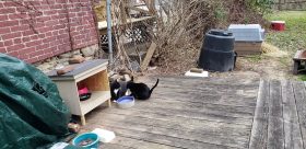 Feral Cat Pittsburgh