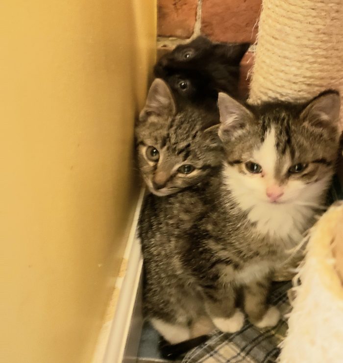 Foster Kittens Pittsburgh