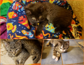 Pittsburgh Foster Kittens