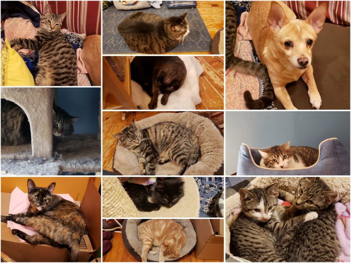 How are the critters?