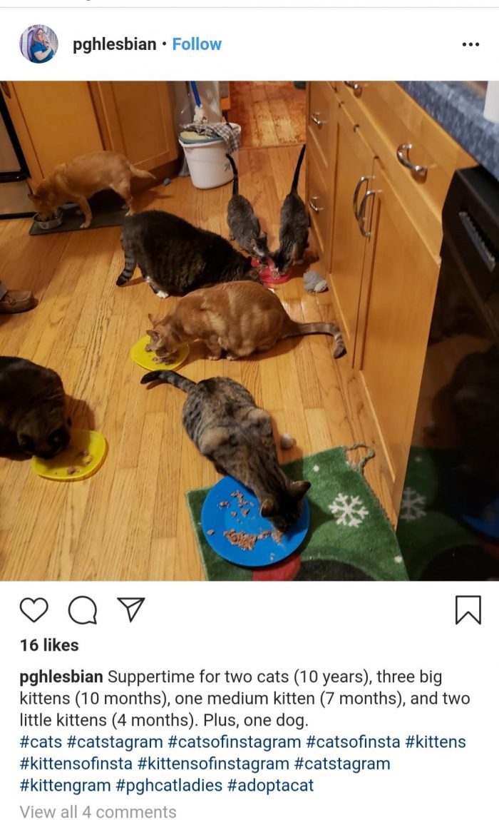 Kittens Instagram