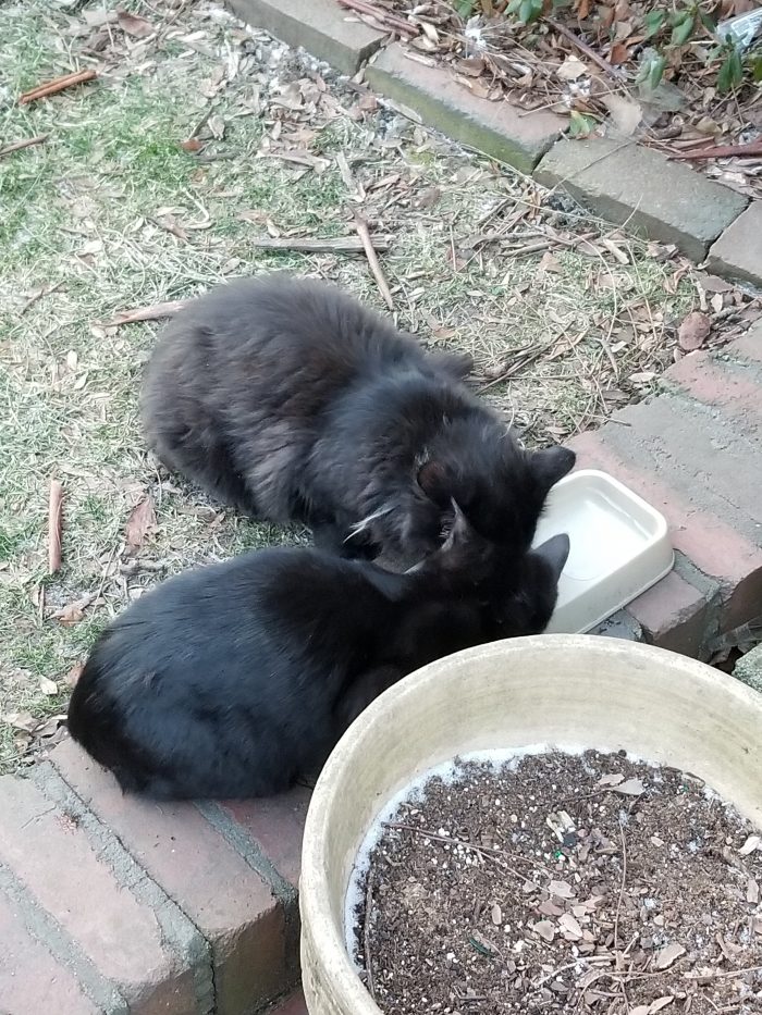 Foster Kittens Pittsburgh